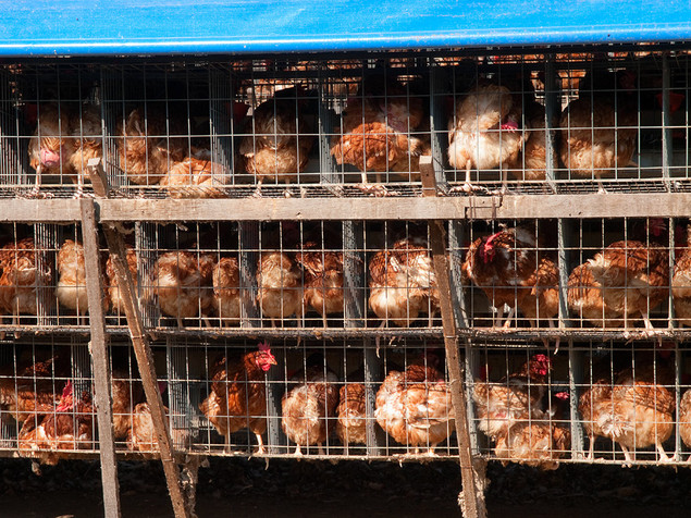 conventional-chicken-farming.jpg